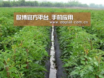 种植基地三