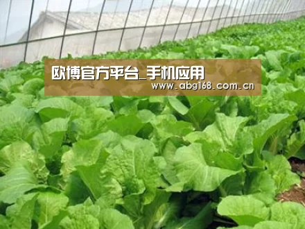 种植基地一