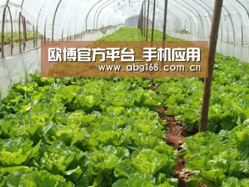 种植基地五