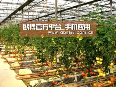 种植基地二(图1)