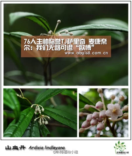 76人主帅称誉TJ萨里奇 麦康奈尔:我们无路可退“欧博”(图2) 欧博ABG官网